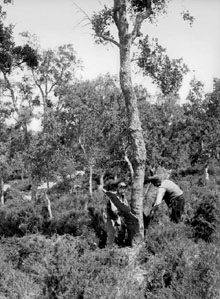 Dos homes traient l'escorça d'una surera al bosc de Guinart. 1891