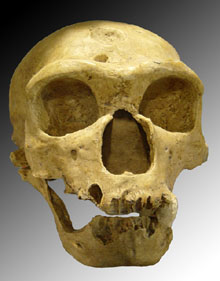 Crani d'un home de Neandertal