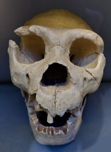 Crani d'un Homo heidelbergensis