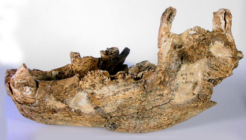 Mandíbula d'ós de les cavernes (Ursus spelaeus). Cova de l'Arbreda