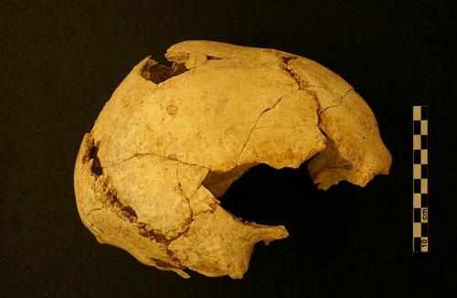 Vista lateral del crani d'humà modern (Homo sapiens) més antiga de Catalunya, trobat a Serinyà. Té una antiguitat d’uns 22.000 anys