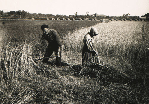 Pagesos segant a Santa Llogaia de Terri. 1930