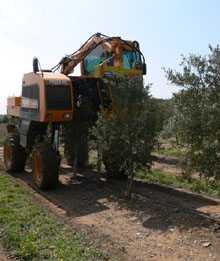 Plantació d'oliveres Font Rovira. Marzà. 2009