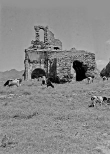 Vaques pasturant a l'entorn de les ruïnes de l'església de Santa Helena de Rodes. 1925