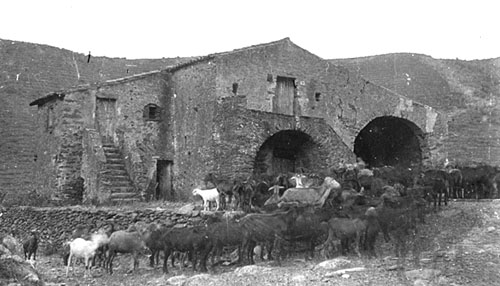 Ramat de bestiar oví davant el Mas Estela a La Selva de Mar. 1933